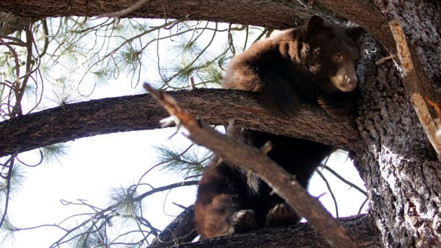 Black bears invade Lake Tahoe homes as break-ins surge and locals fortify defenses