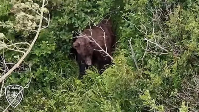 Woman attacked by brown bear while hiking with friend and 3 dogs near Alaska state park