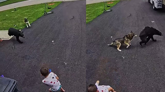 Watch: Heroic husky protects child from charging bear
