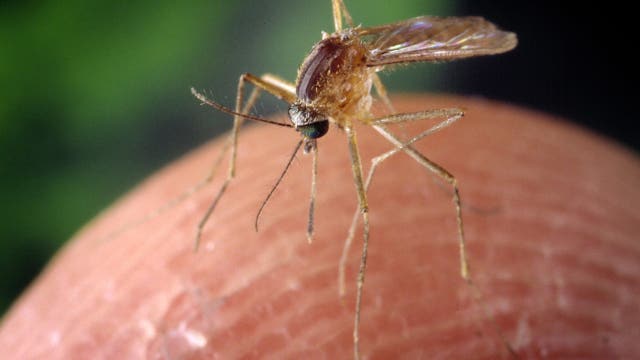 There are now more ‘mosquito disease days’ in 95% of major US cities: See the map