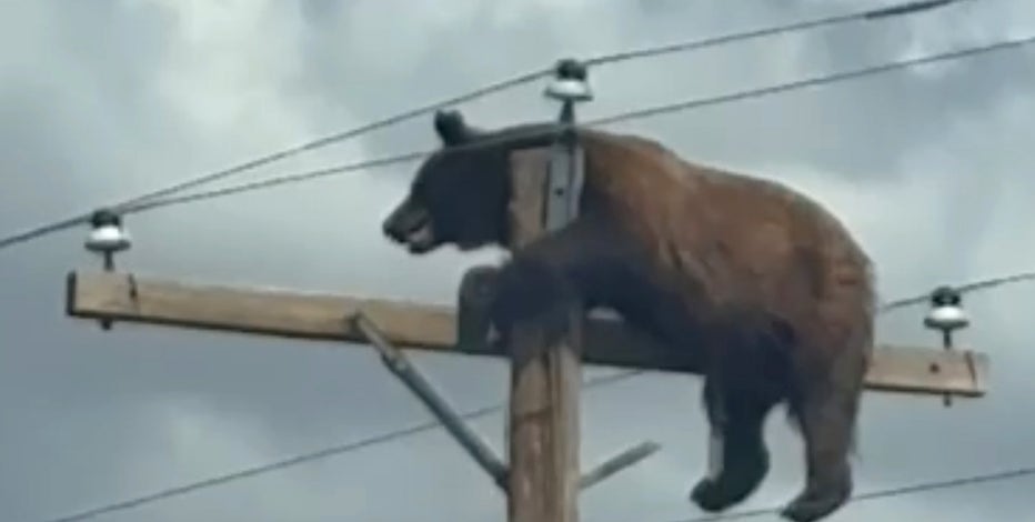 Bear dies after getting stranded on utility pole in New Mexico