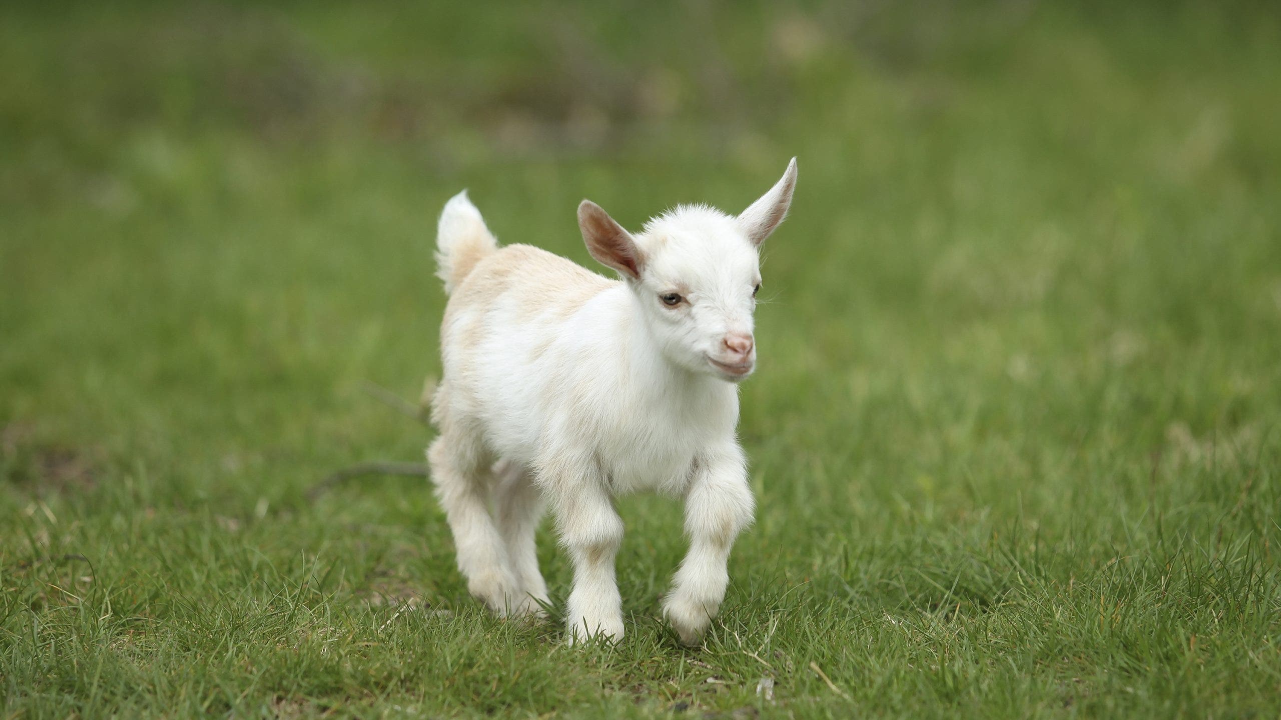 North Carolina warns mobile petting zoo visitors of rabies exposure after baby goats test positive