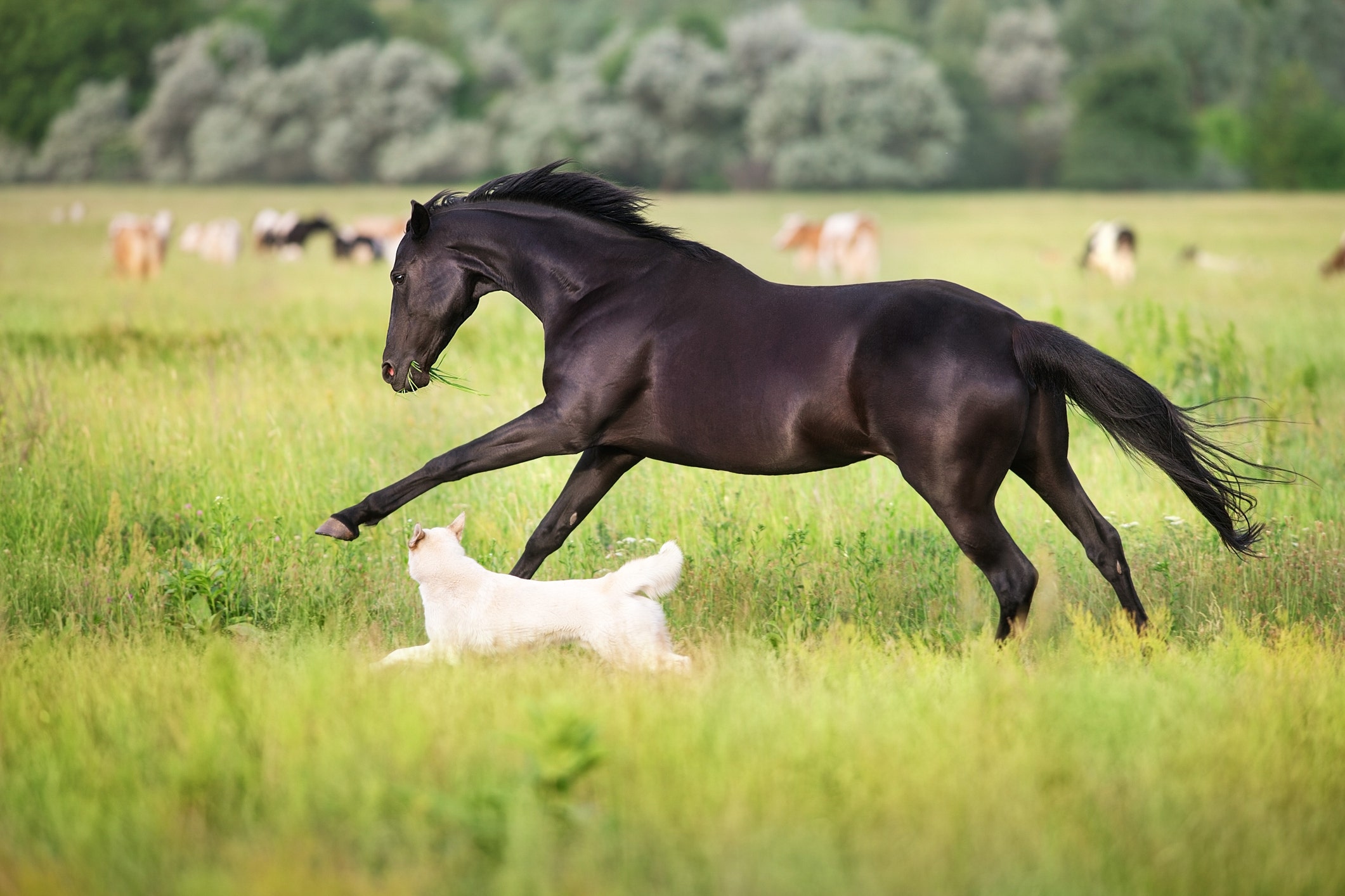Nationwide recall issued for dog, horse medications after glass fibers found in vials