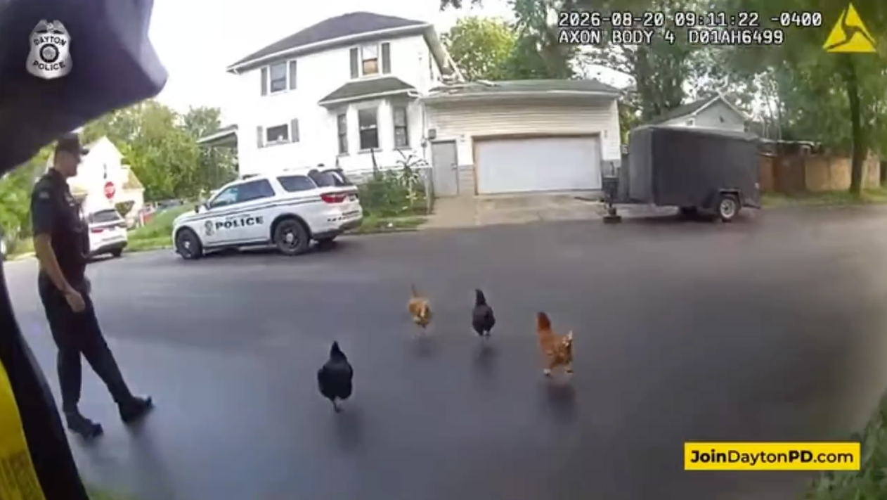 Ohio officer helps corral chickens across a road back to their enclosure