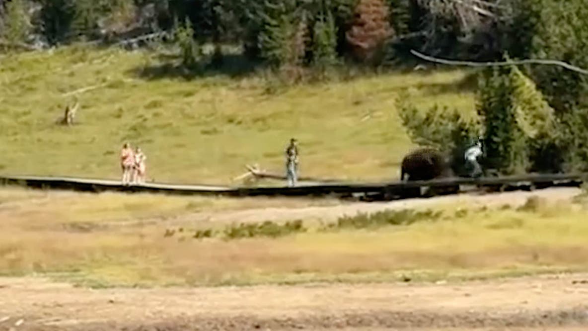 Watch: Bison chases child at Yellowstone National Park during terrifying close encounter