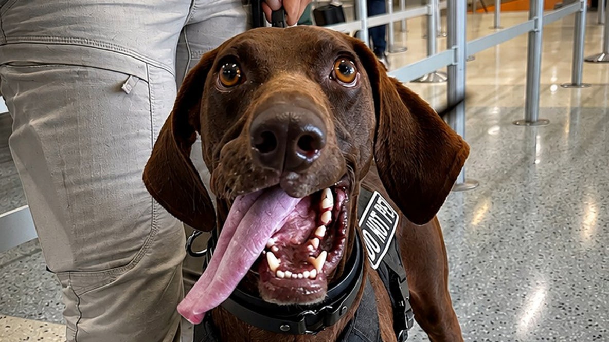Meet Bolt, the TSA's cutest canine for 2026