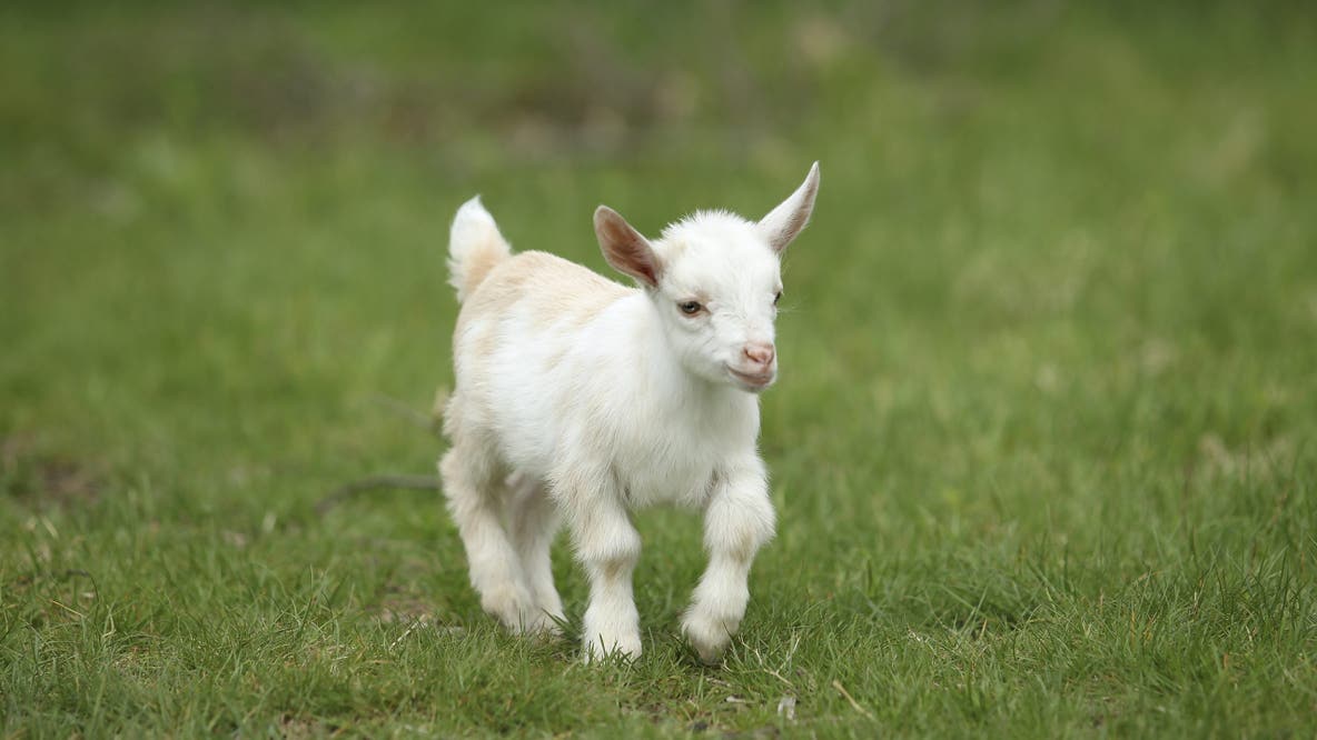 North Carolina warns mobile petting zoo visitors of rabies exposure after baby goats test positive