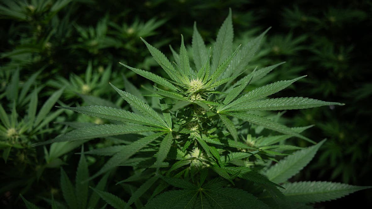 Hospital visits rise among frequent marijuana users with severe nausea, vomiting