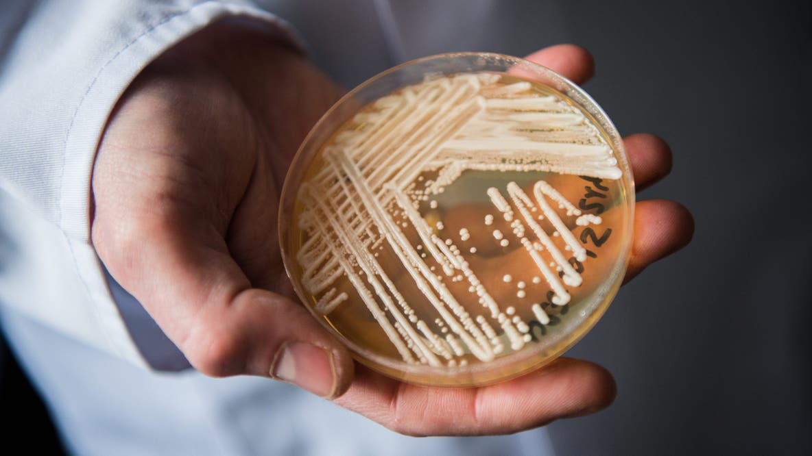 Candida auris, a drug-resistant fungus, is spreading again: What to know