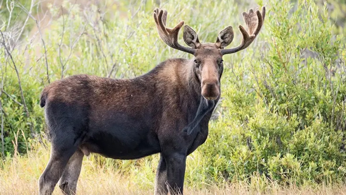 Deadliest animal in every US state revealed, from moose and bears to dogs