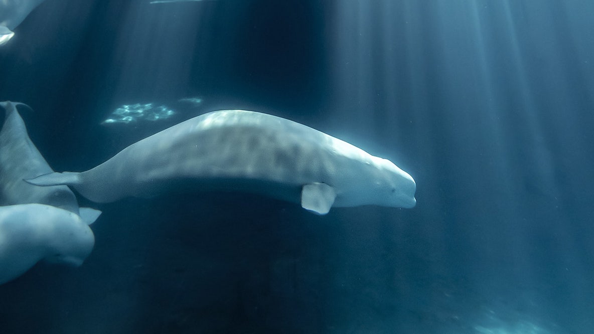 Peekachu, beluga whale rescued from Marineland in Canada and transported to Shedd Aquarium in Chicago, dies