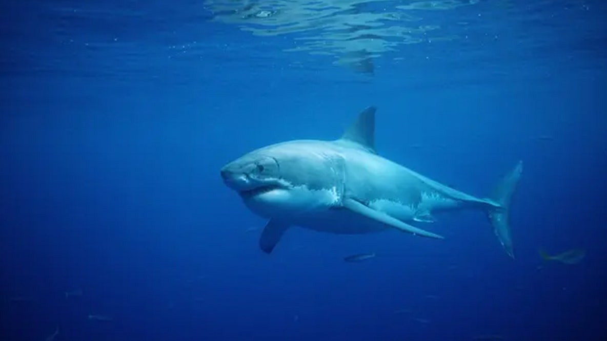 Great white shark pulls lifeguard underwater at popular family beach destination on the East Coast