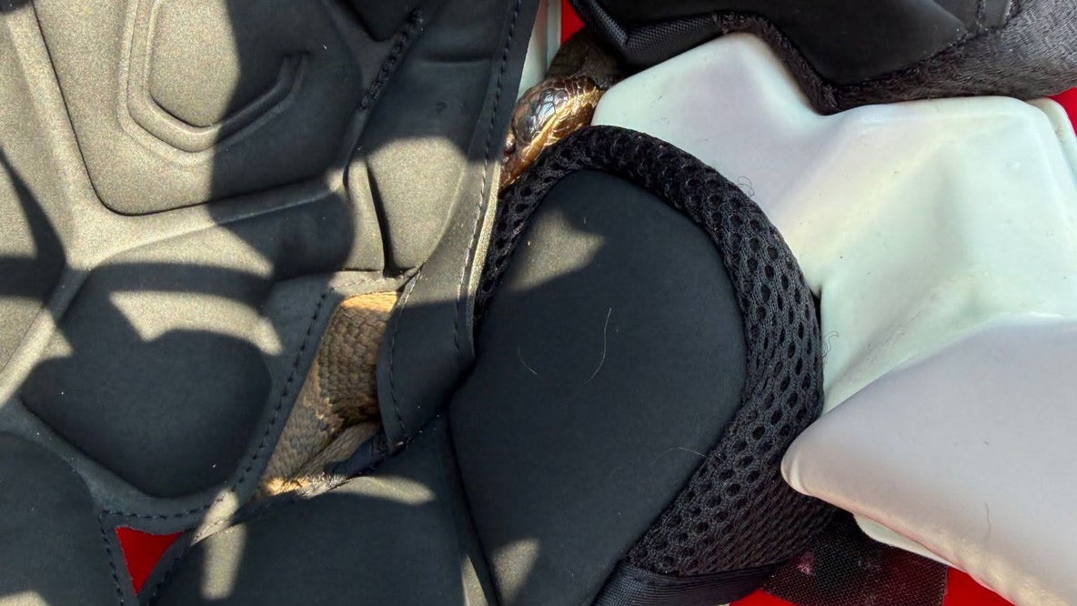 Venomous snake found in high school football players helmet