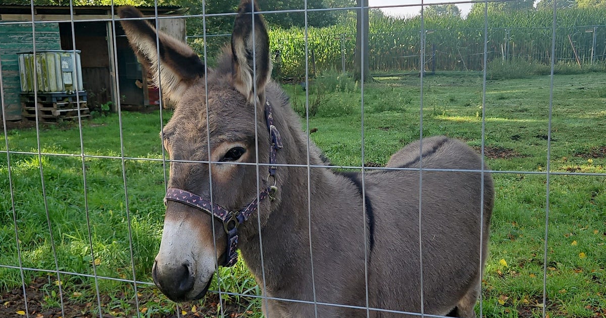"Very aggressive" donkey jumps into van, injuring 3 people