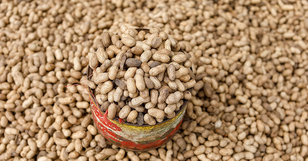 ‘Poop pills’ may point to new peanut allergy treatment, study finds - LiveNOW from FOX