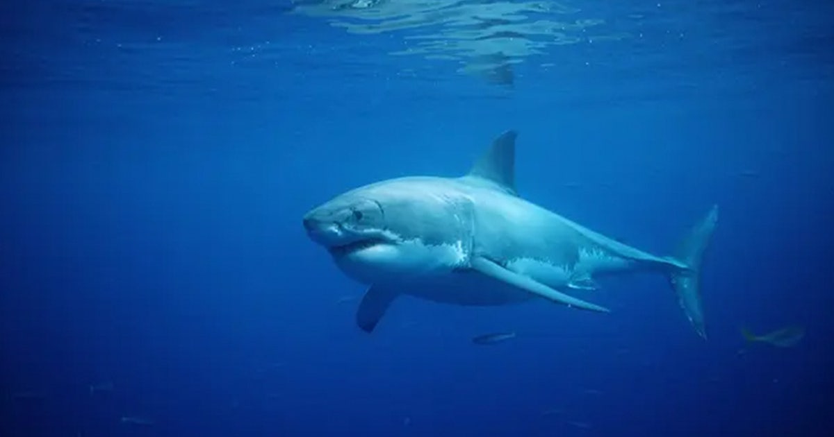 Great white shark pulls lifeguard underwater at popular family beach destination on the East Coast