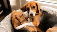 These gene-edited beagles could provide hope for dog-loving allergy sufferers