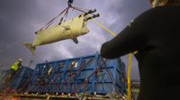 Seven beluga whales rescued from closed marine park in Canada now being cared for at SeaWorld San Antonio