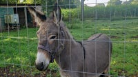 "Very aggressive" donkey jumps into van, injuring 3 people