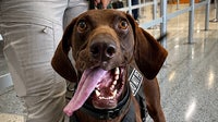 Meet Bolt, the TSA's cutest canine for 2026