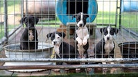 Search warrant leads to rescue of over 40 dogs and puppies from alleged dog fighting operation