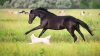 Nationwide recall issued for dog, horse medications after glass fibers found in vials