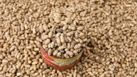 ‘Poop pills’ may point to new peanut allergy treatment, study finds