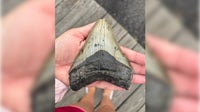 Pennsylvania family makes prehistoric discovery while searching for seashells on the Jersey Shore