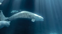 Peekachu, beluga whale rescued from Marineland in Canada and transported to Shedd Aquarium in Chicago, dies