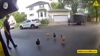 Ohio officer helps corral chickens across a road back to their enclosure