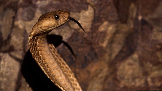 Cobras, vipers and anacondas: 46 venomous snakes seized from warehouse