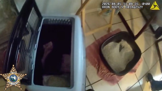 Florida man allegedly abused kittens in front of daughter to punish her