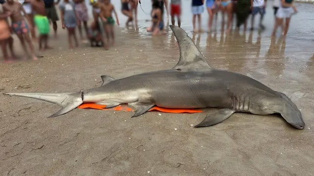 Massive great hammerhead shark found dead on North Carolina beach