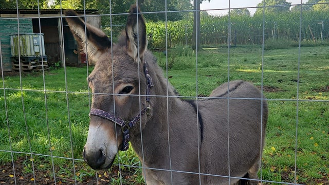 "Very aggressive" donkey jumps into van, injuring 3 people