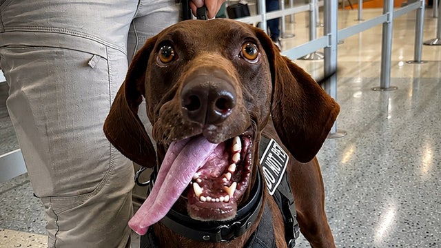 Meet Bolt, the TSA's cutest canine for 2026