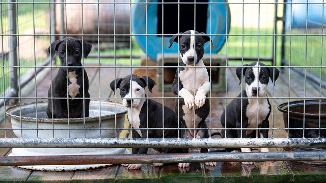 Search warrant leads to rescue of over 40 dogs and puppies from alleged dog fighting operation