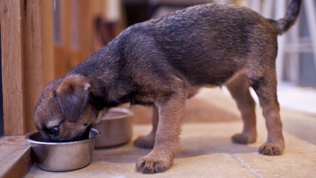 Dog food sold in 11 states recalled over salmonella contamination
