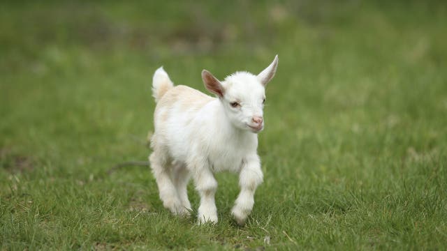 North Carolina warns mobile petting zoo visitors of rabies exposure after baby goats test positive