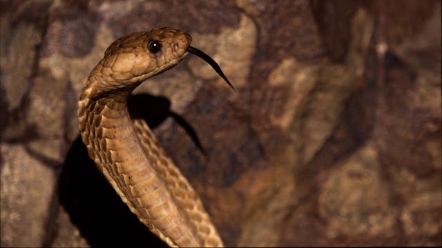 Cobras, vipers and anacondas: 46 venomous snakes seized from warehouse