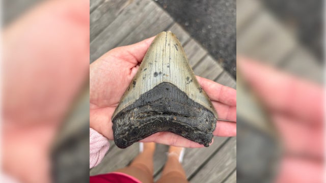 Pennsylvania family makes prehistoric discovery while searching for seashells on the Jersey Shore