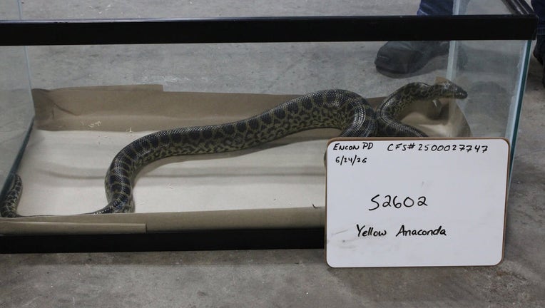 Cobras, vipers and anacondas: 46 venomous snakes seized from