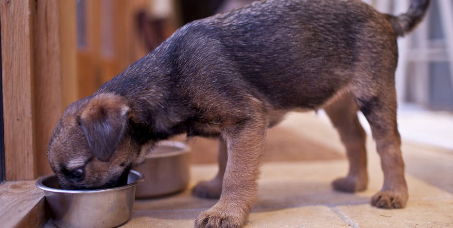 Dog food sold in 11 states recalled over salmonella contamination