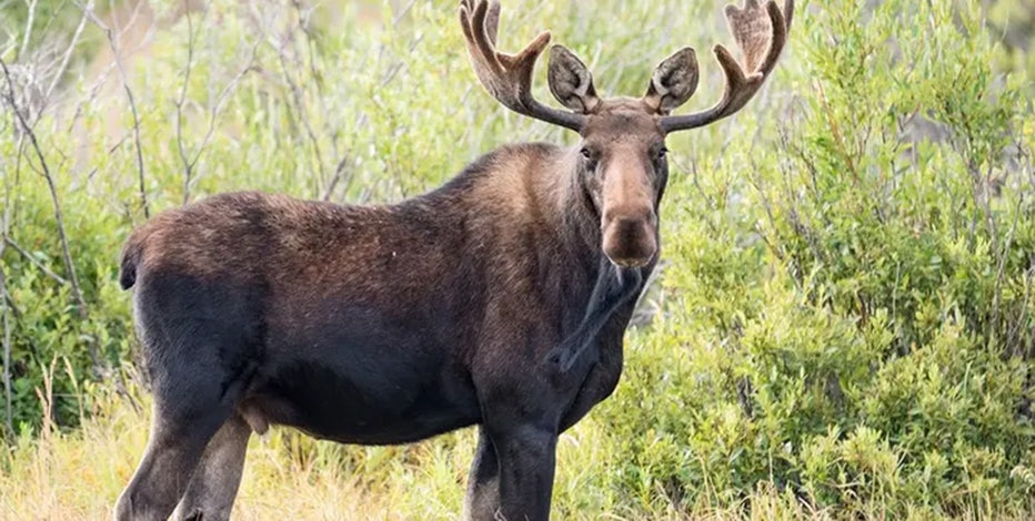 Deadliest animal in every US state revealed, from moose and bears to dogs
