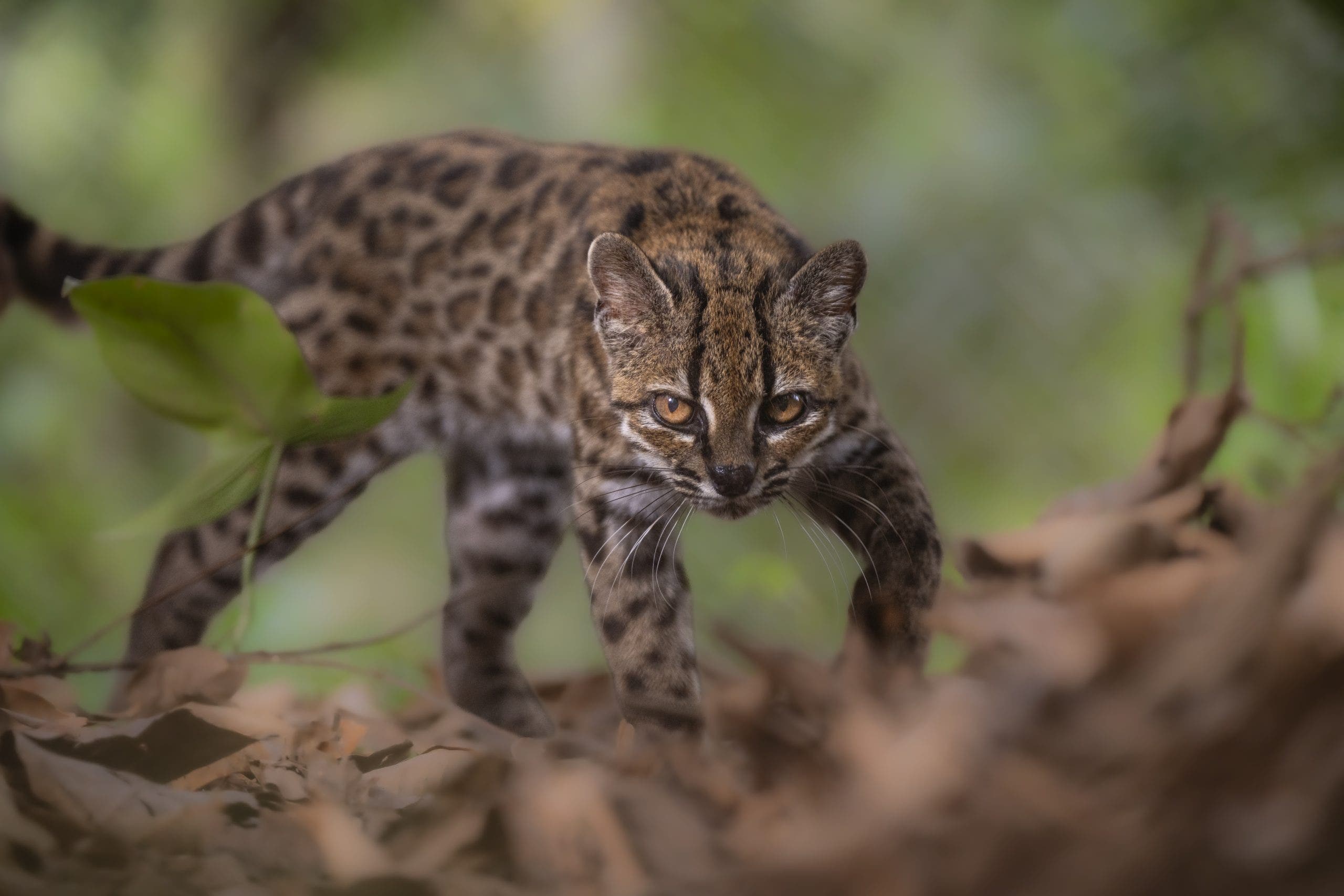 New tiny wild cat species discovered in Bolivia’s cloud forests