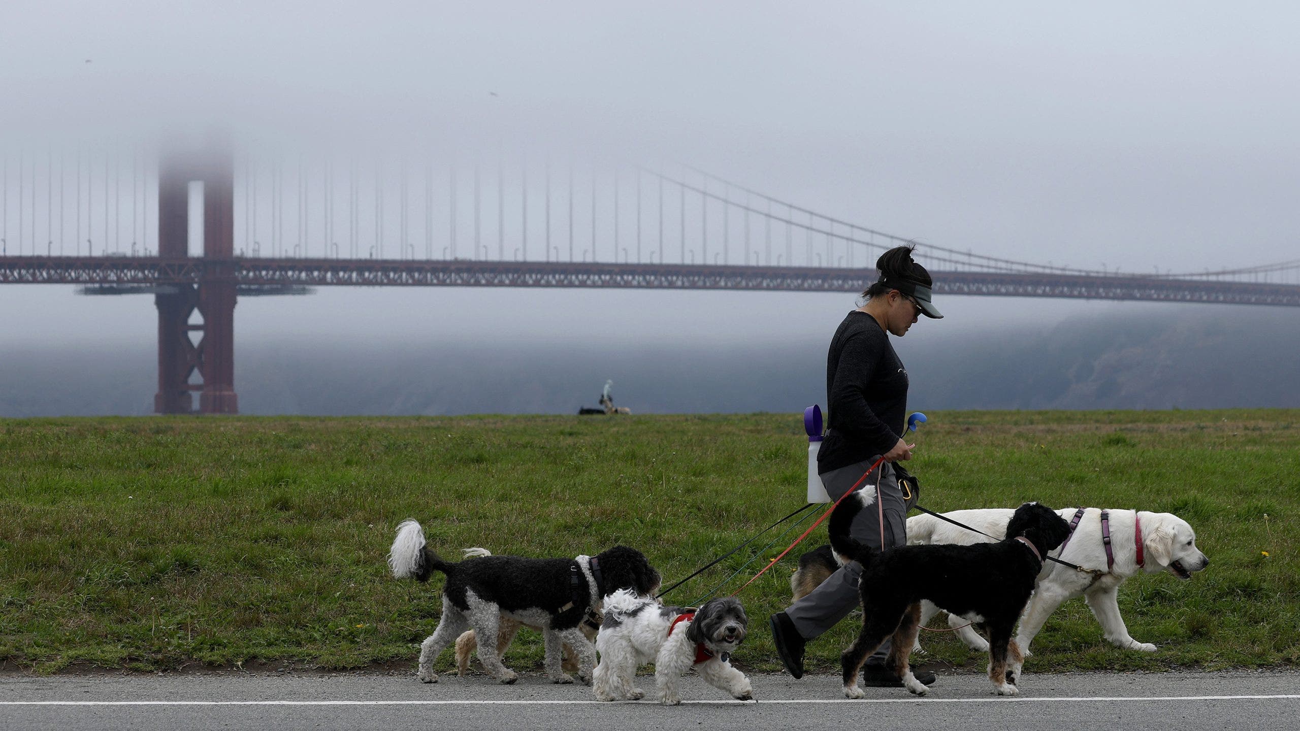 These are the best cities for walking your dog, new report finds