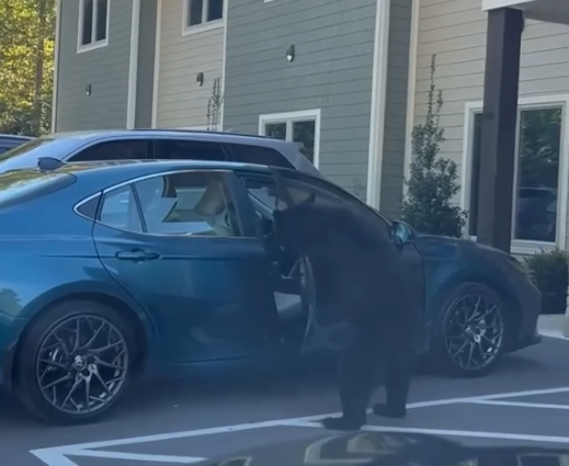 Watch: Bear family piles into car after mama bear opens door