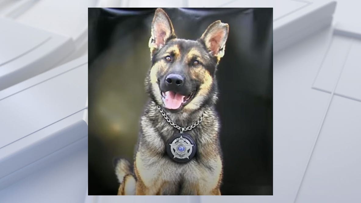 Tennessee K-9 dies from heatstroke after being left outside without water for 36 hours, sheriff says