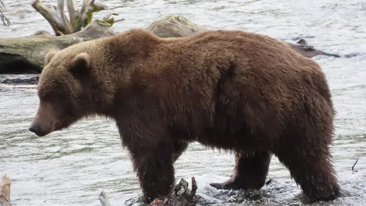 Meet the bears competing to be the 2026 Fat Bear Week champion in Alaska national park