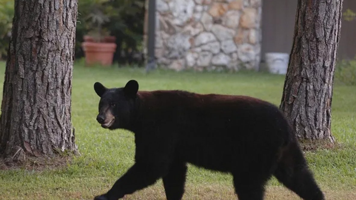 Black bears attack 2 women in Colorado just days apart, bringing yearly total to 10 as encounters surge
