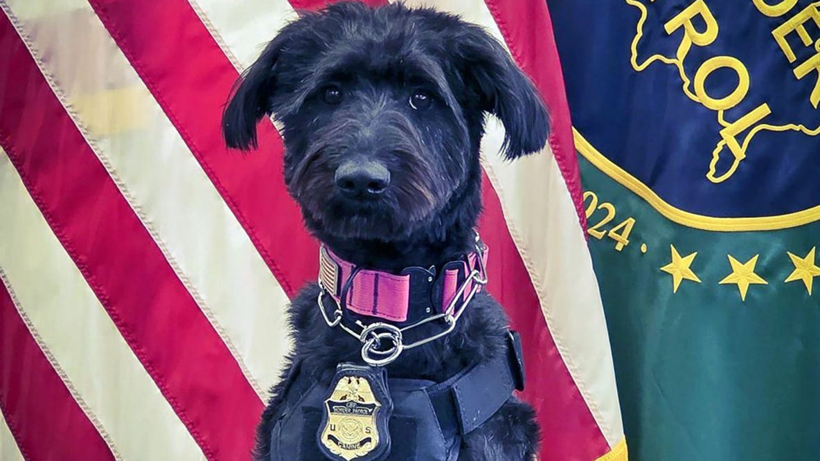 Rescue dog Chloe, who was facing euthanasia, gets a second chance at life and joins the Border Patrol